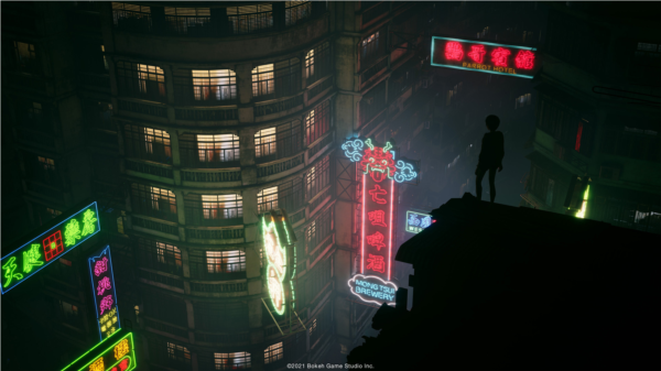 野狗子图片1