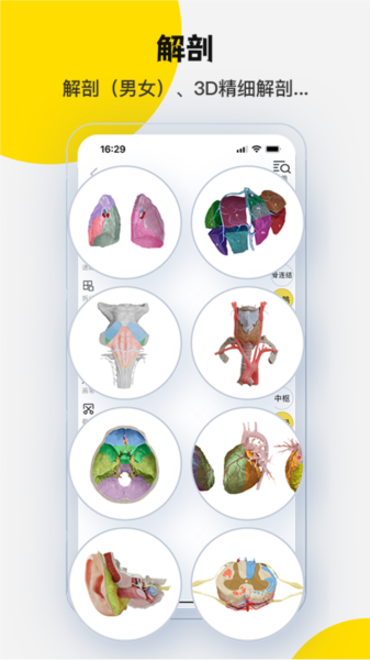 3Dbody解剖图片