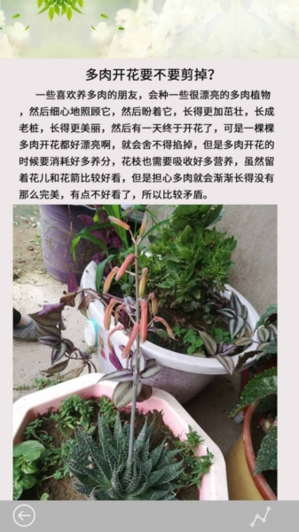 多肉花草日记图片1