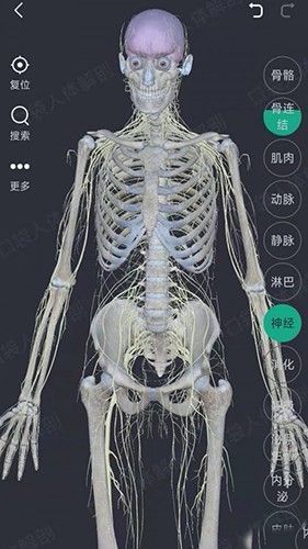 万康人体解剖图片1